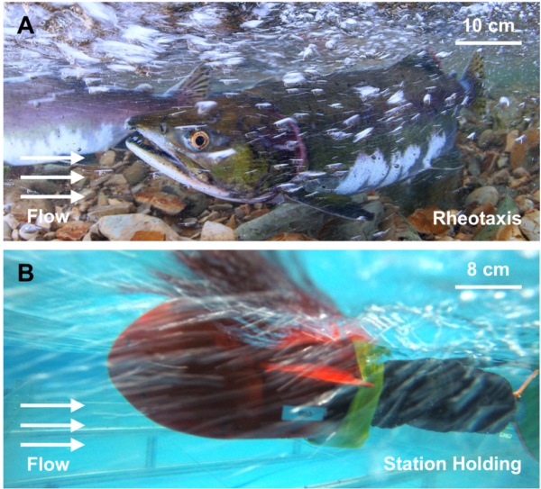 未知の乱流でも止まれるロボット魚、SWiFTが流れの中の制御を前進