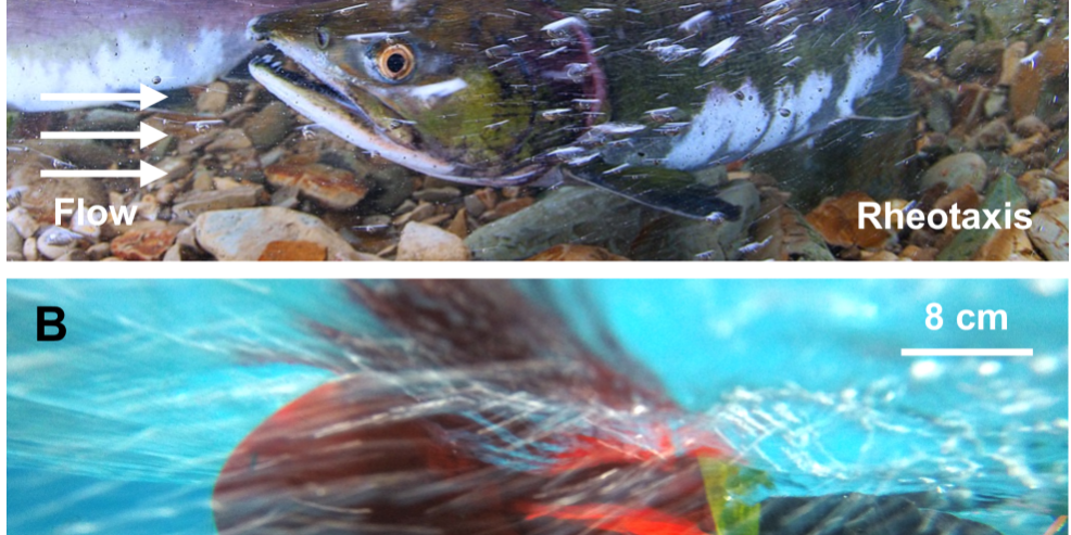 未知の乱流でも止まれるロボット魚、SWiFTが流れの中の制御を前進