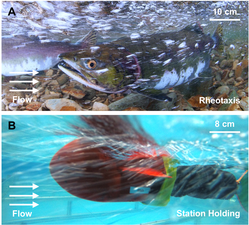 未知の乱流でも止まれるロボット魚、SWiFTが流れの中の制御を前進